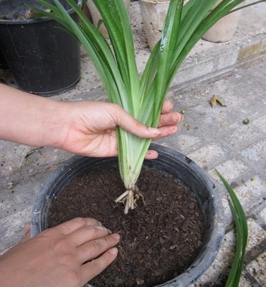 عکس انواع گل گندمی