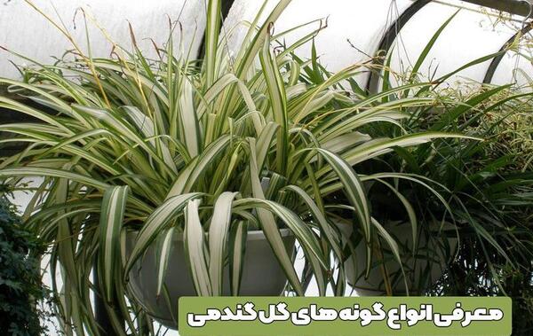 عکس انواع گل گندمی