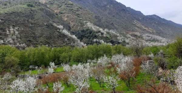 عکس طبیعی از طبیعت بهاری
