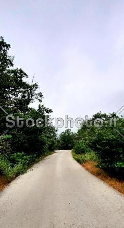عکس طبیعت درخت زیبا