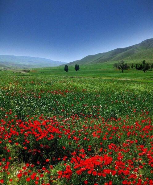 عکس های طبیعت تابستانی