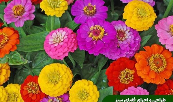 عکس گل های بهاری باغچه ای