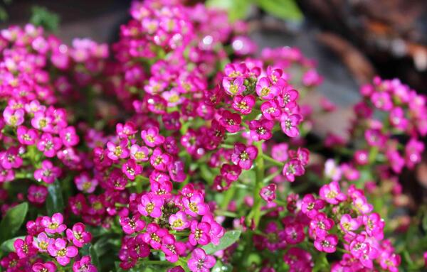 عکس گل های بهاری باغچه ای