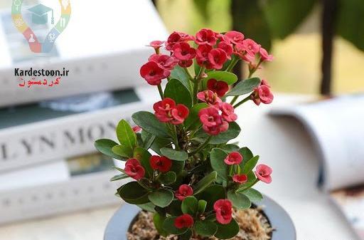 عکس گل های بهاری باغچه ای