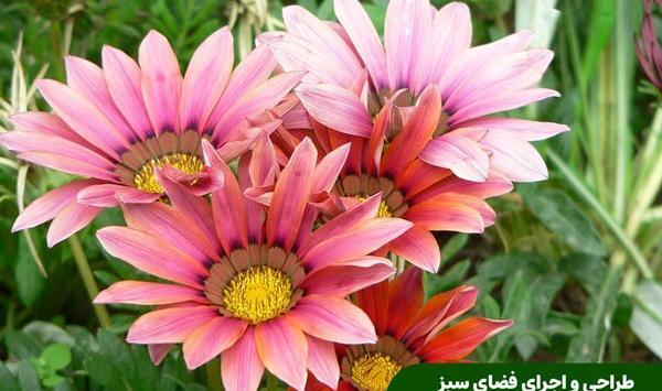 عکس گل های بهاری باغچه ای