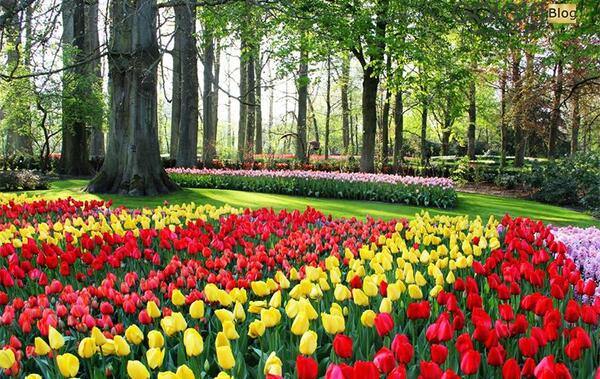 عکس گل های بهاری باغچه ای