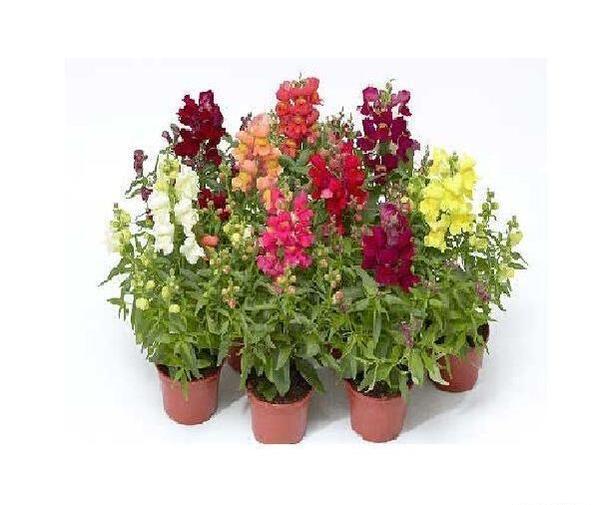 عکس گل های بهاری باغچه ای