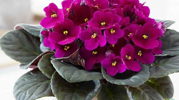 عکس گل های بهاری باغچه ای