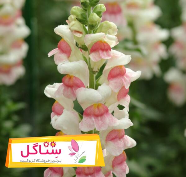 عکس گل های بهاری باغچه ای