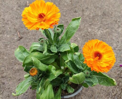 عکس گل های بهاری باغچه ای