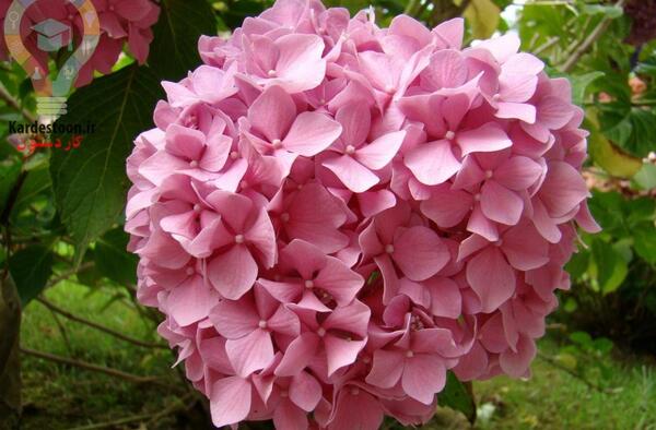 عکس گل های بهاری باغچه ای
