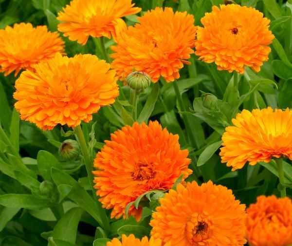 عکس گل های بهاری باغچه ای