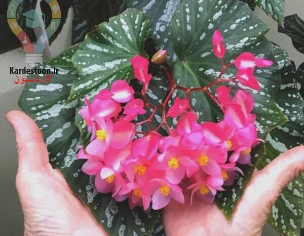 عکس گل های بهاری باغچه ای