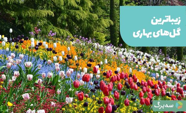 عکس گل های بهاری باغچه ای