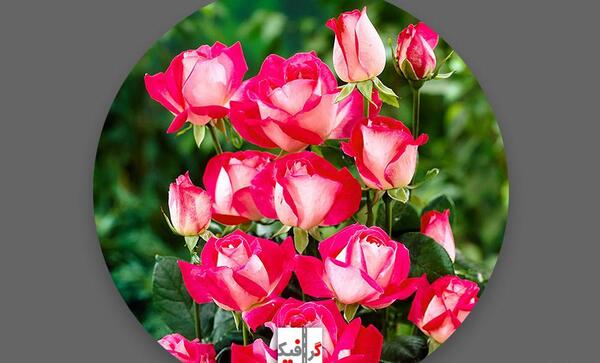 عکس گل رز خوشگل برای پروفایل