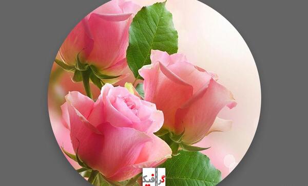 عکس گل رز خوشگل برای پروفایل