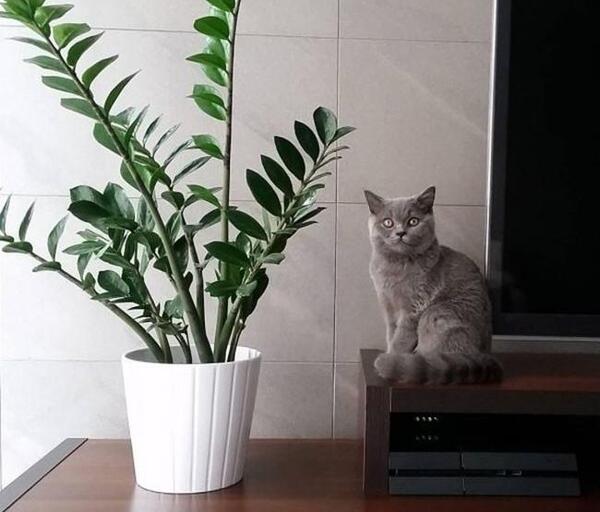 عکس گل های آپارتمانی زیبا