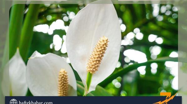 عکس گل های آپارتمانی زیبا