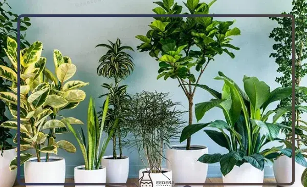عکس گل های آپارتمانی زیبا