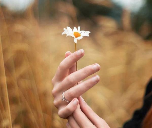 عکس گل بابونه برای پروفایل واتساپ