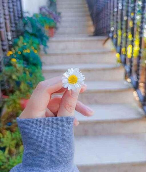 عکس گل بابونه برای پروفایل واتساپ