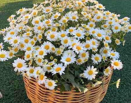 عکس گل بابونه برای پروفایل واتساپ