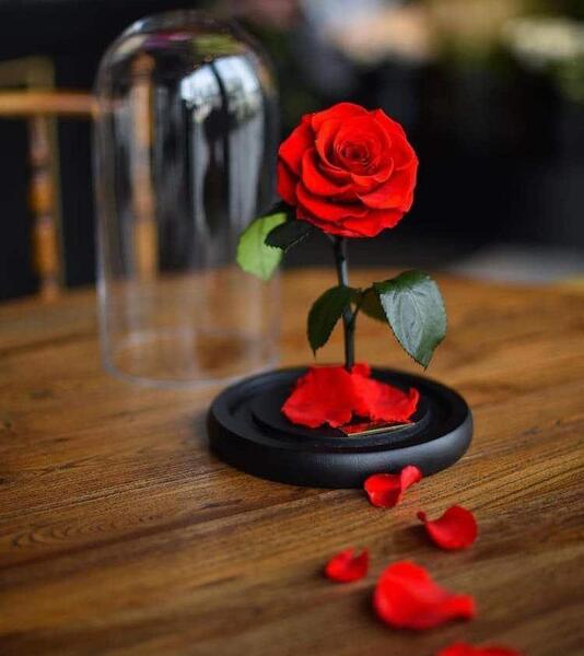 عکس گل بابونه برای پروفایل واتساپ