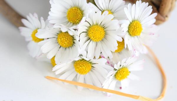 عکس گل بابونه برای پروفایل واتساپ