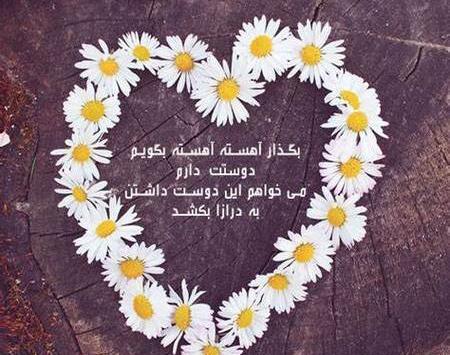 عکس گل بابونه برای پروفایل واتساپ