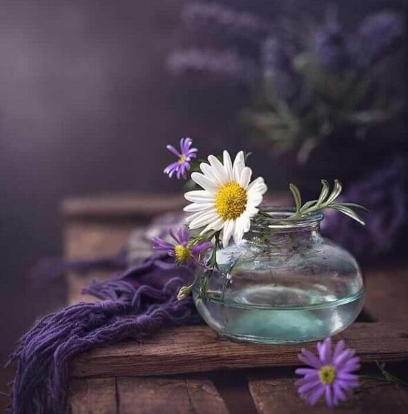 عکس گل بابونه برای پروفایل واتساپ