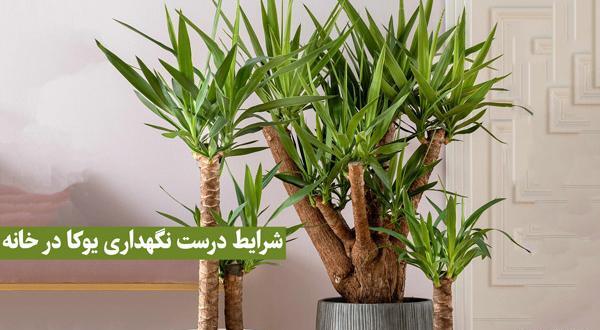 عکس گل های یوکا