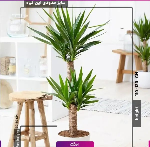 عکس گل های یوکا