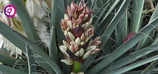 عکس گل های یوکا