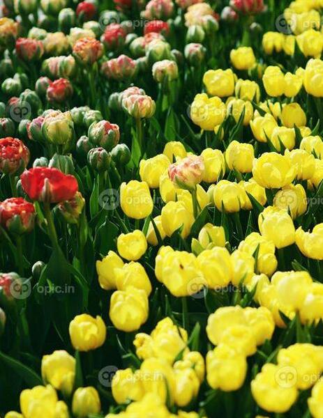 عکس های رنگارنگ از طبیعت