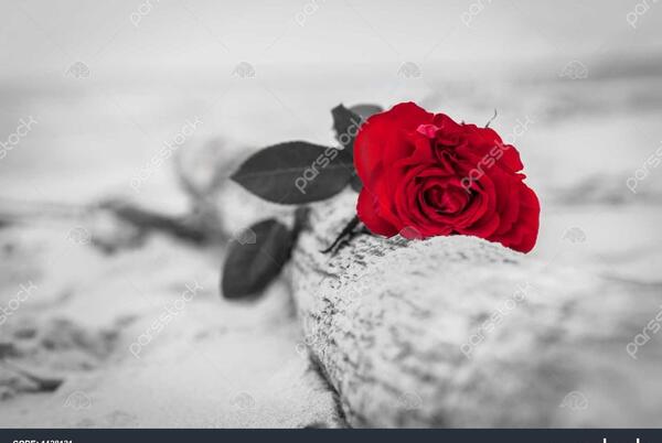 عکس گل و دست عاشقانه