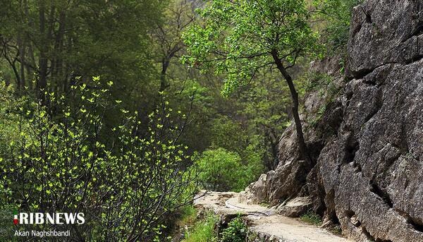 عکس طبیعت پالنگان