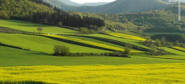عکس طبیعت سرسبز زیبا