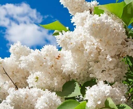 عکس درخت گل یاسمن