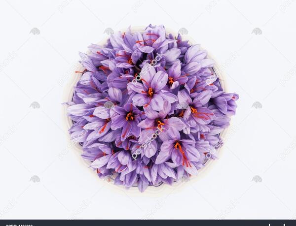 عکس گل زعفران سفید