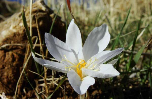 عکس گل زعفران سفید
