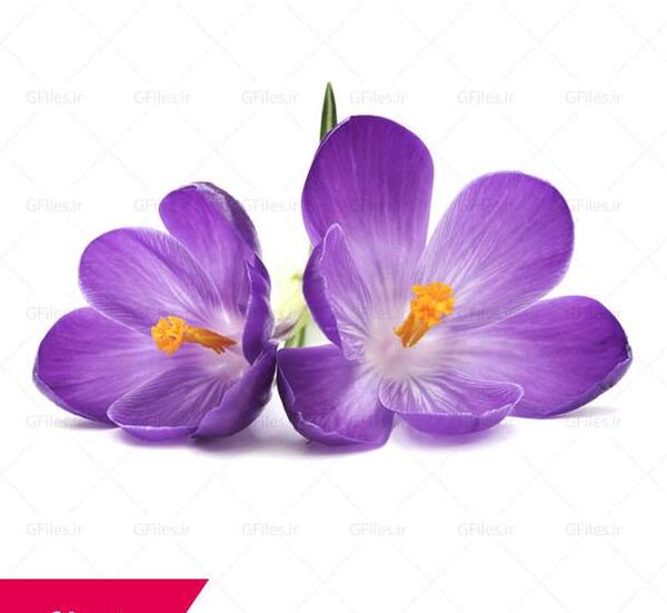 عکس گل زعفران سفید