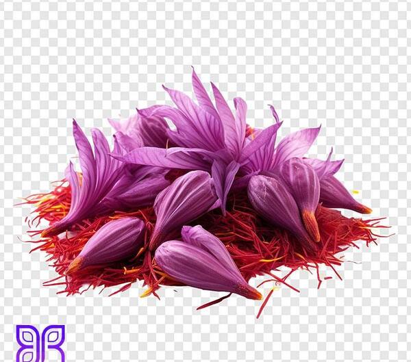 عکس گل زعفران سفید