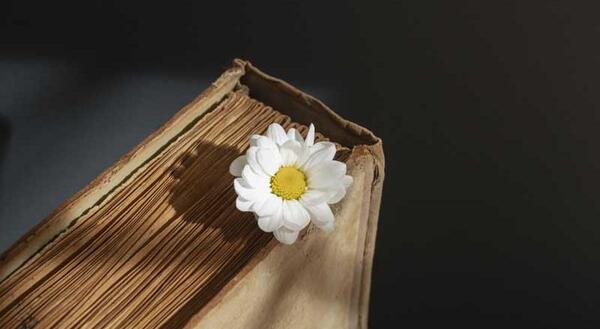 عکس گل بابونه فانتزی