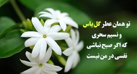 عکس گل یاسمن زیبا