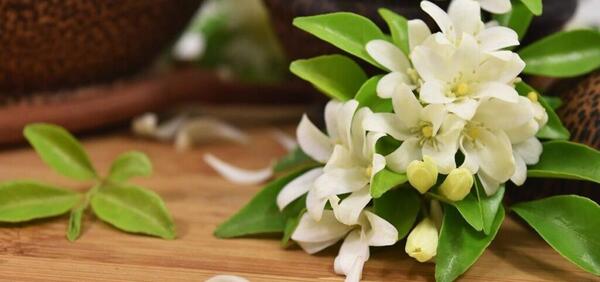 عکس گل یاسمن زیبا