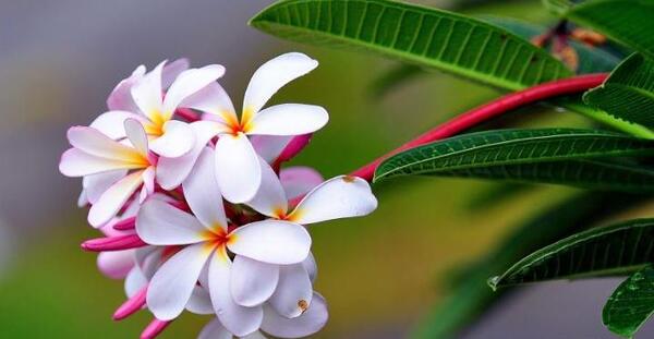 عکس گل یاسمن زیبا