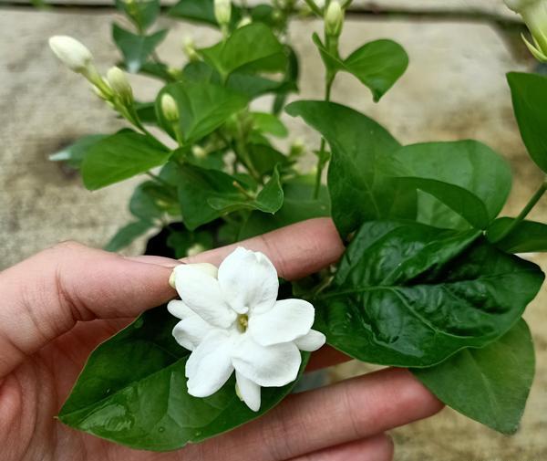 عکس گل یاسمن زیبا