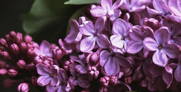 عکس گل یاسمن زیبا