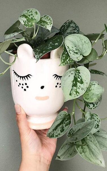 عکس گل پتوس طلایی