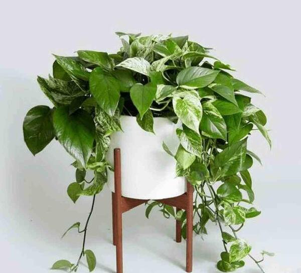عکس گل پتوس طلایی